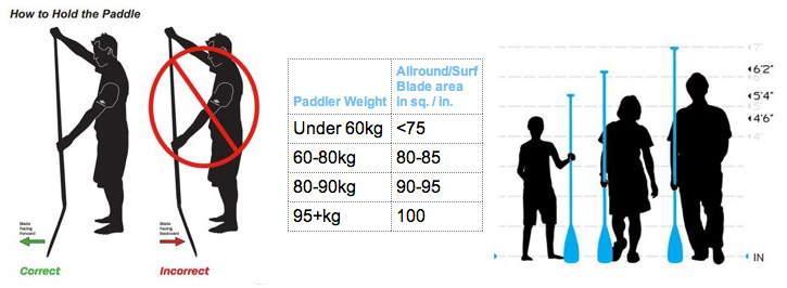 paddle size infograph